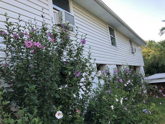 A large Aphrodite type rose of Sharon bush growing next to a white barn