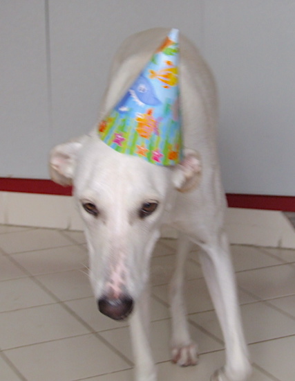 A tall white dog with a long snout and a black nose wearing a colorful party hat