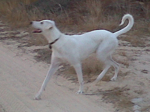 A solid white dog with a long thin tail and a pointy muzzle with a black nose running at the beach