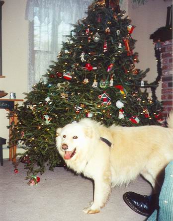 A large breed fluffy white dog standing next to a Christmas tree