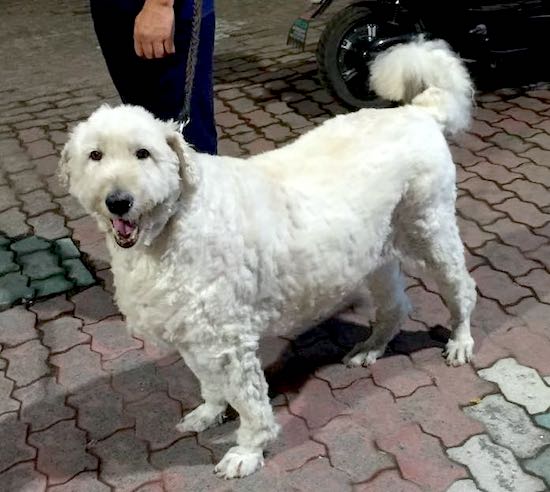 Side view of a large white dog with a thick shaved wooly coat standing on a brick walkway next to a person