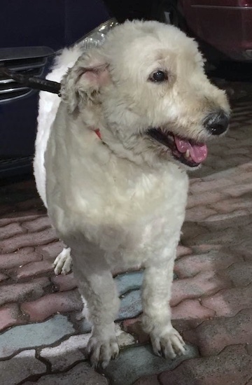 Front view of a white dog with soft silky fur standing on a brick walkway looking to the right