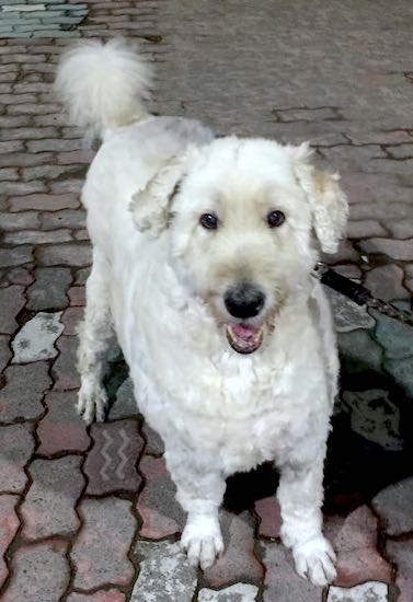 Front view of a happy looking white dog with a thick wavy coat and a pom pom tail and ears that hang down to the sides
