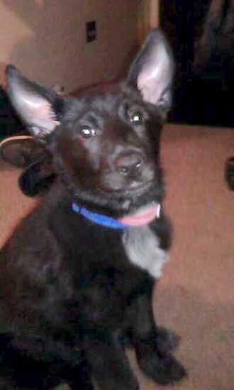 A black dog with large stand up ears, dark eyes, a black nose and black lips sitting down