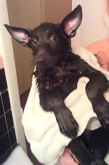 A person holding a wet, black puppy with large ears that stand up to a point wrapped in a white towel