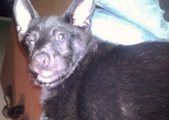 A little, thick-coated, black puppy with big ears and a black nose looking back