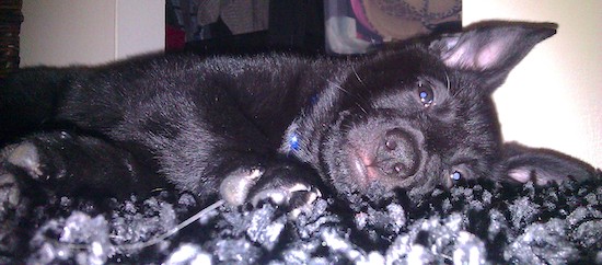 A little shiny black puppy laying on his side with a tired look on his face