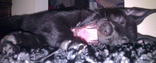 A little black puppy laying on his side yawning
