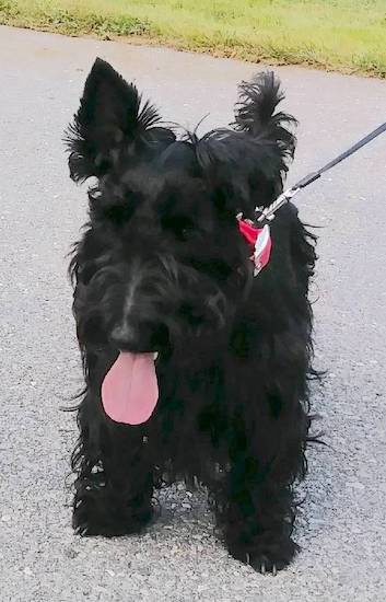 Front view of a shiny-coated, solid black dog with fringe hair, one ear up and one ear down standing outside