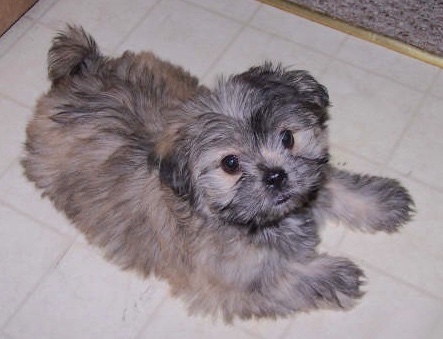 A little soft-coated, fluffy tan, black and cream colored dog laying down on the floor with wide, dark eyes looking up