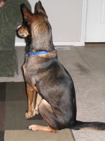 The back side of a black and tan dog with a long tail and large ears that stand up sitting down inside a house facing a green couch