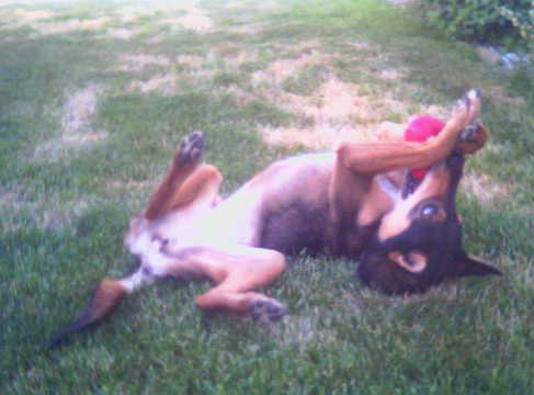 A black and tan puppy with a white chest laying upside-down holding a red dog toy with her front paws while she chews on it