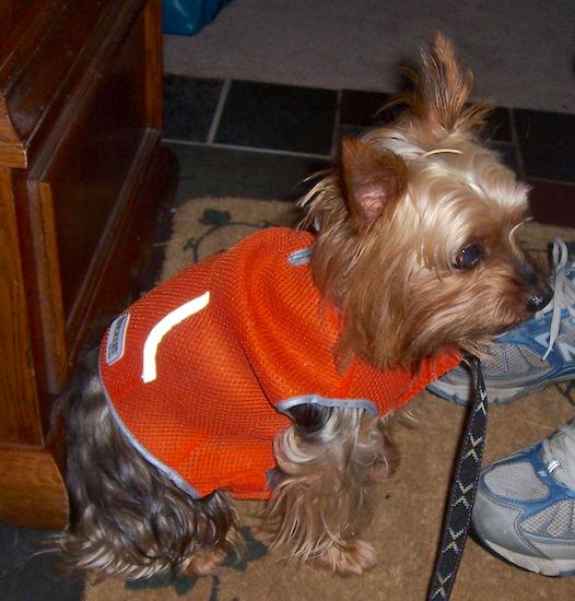 A longhaired tan and black little dog wearing an orange jacket sitting down