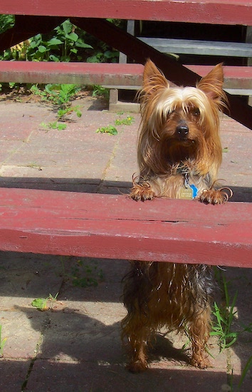 A longhaired red fawn colored small dog with ears that stand up to a point jumped up at the bench of a picnic table
