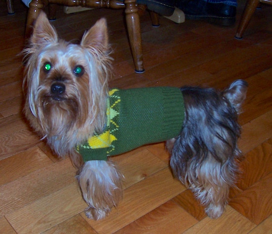 A long-coated fawn and black dog with stand up ears, a long beard and large round eyes wearing a green and yellow sweater standing on a wooden floor