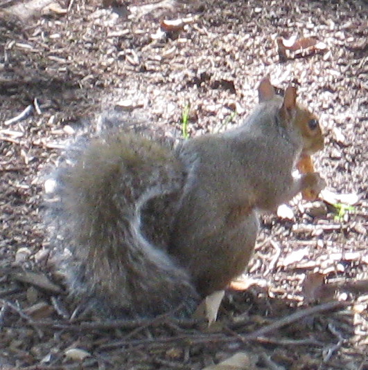 The backside of a little gray animal with a fluffy gray tail eating a peanut
