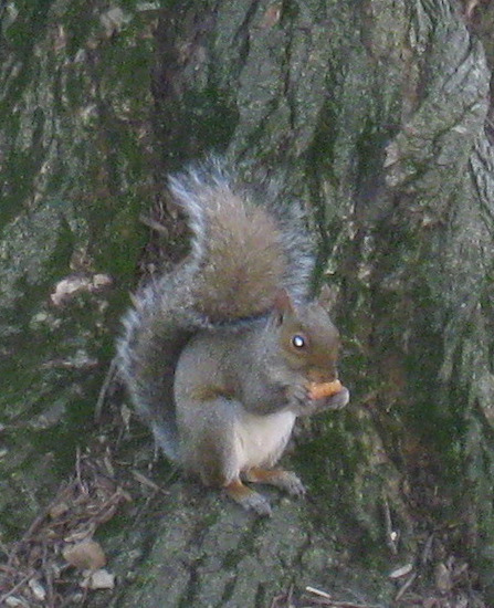 A little gray animal standing on the trunk of a tree eating a nut