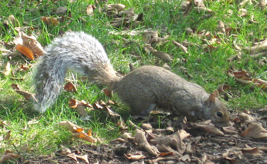 A little gray wild animal with a fluffy gray tail, small bat ears and dark eyes with his nose under a leaf