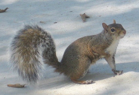 A little gray animal with a bushy tail and white on his chest sitting down outside on cement