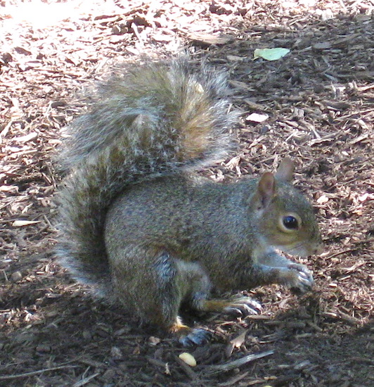 A gray-tan-brown little animal with his front paws in front of him as if he is holding something