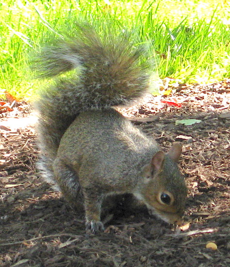 A gray squirrel smelling the ground about to pick up a peanut