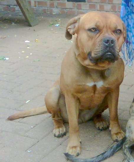 A large, muscular fawn dog with golden colored eyes and a wide chest, a boxy muzzle and rose ears sitting down