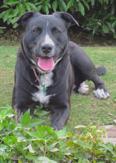 A thick-bodied gray/blue colored dog with white markings, rose ears, almond shaped brown eyes and a blue nose laying down in grass