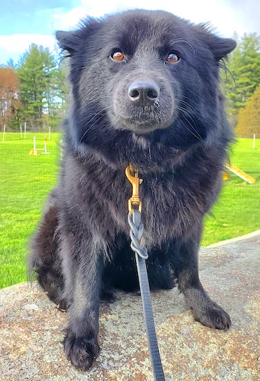 A black dog with thick fur sitting on a rock with her ears pinned back