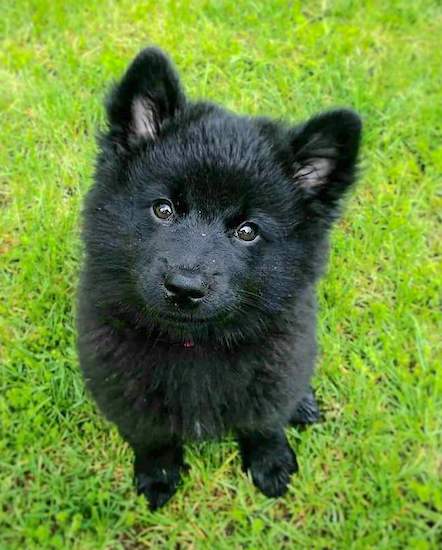 A fluffy little black puppy with small v-shaped stand up ears, dark eyes and a black nose sitting in grass