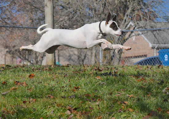 A white dog with black on this ears and a black patch around her eye in mid-air with all four legs off of the ground, legs stretched straight out in a jump pose