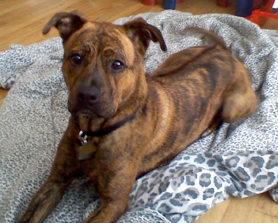 A brown brindle large breed dog with rose ears, round dark eyes and a black nose laying down on a gray leopard patterned blanket