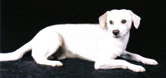 A white dog with small ears that hang to the sides, dark eyes and a black nose laying down