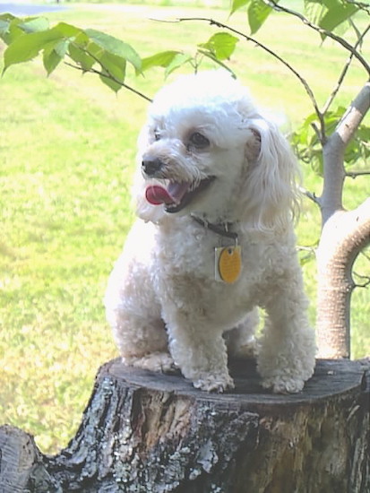 A fluffy, curly-coated little white dog with long wavy ears that hang to the sides sitting on a stump from a tree that was cut down
