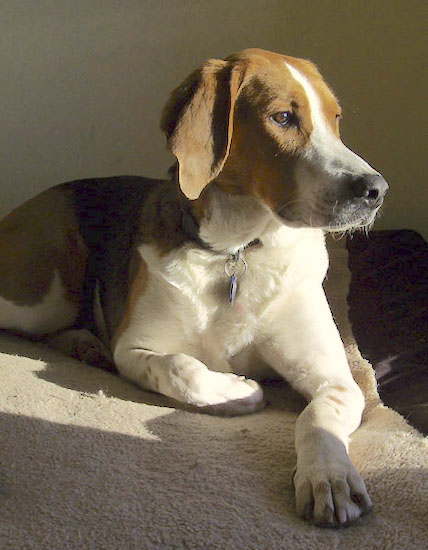 A tricolor hound dog with long tan ears that hang to the sides a long white muzzle with a big black nose laying down
