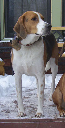 A tall tricolor, tan, black and white hound dog standing in snow on a porch