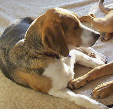 Side view of a large breed black, tan and white hound dog laying down on a bed next to a fawn dog
