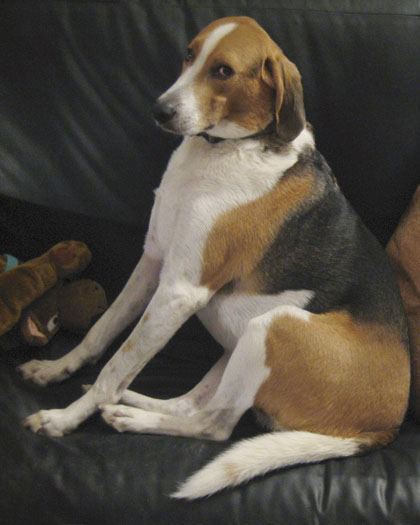 A tricolor, large dog with long legs and soft hanging ears leaning against the back of a leather couch