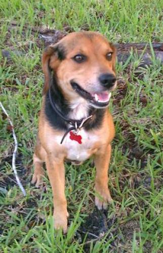 A triclor black, tan and white dog with long hanging hears, a black nose and brown eyes sitting down in the grass