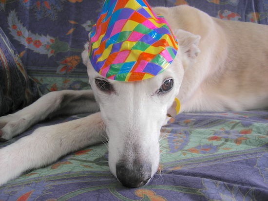 A white dog with a long thin muzzle, long legs, a black nose and brown eyes wearing a colorful party hat laying down