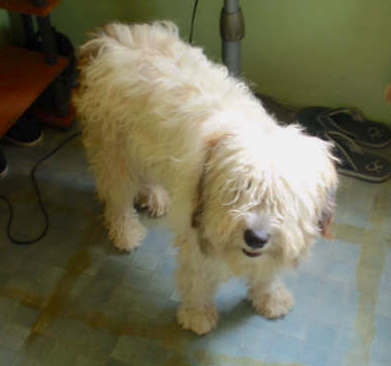 A cream, tan colored dog with a long, thick soft coat standing in a room with a green floor
