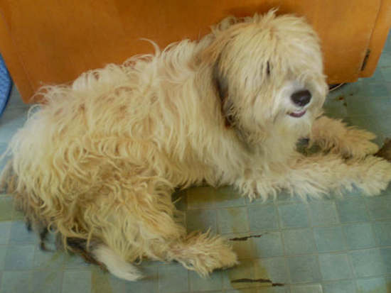 A long coated, cream colored shaggy dog with long wavy hair covering her eyes laying down
