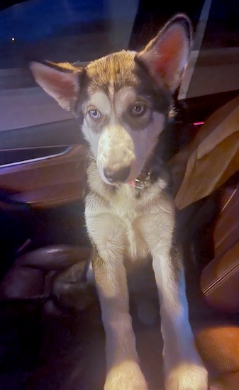 A large breed, gray, black and white dog with long front legs and blue eyes sitting down in the front seat of a car