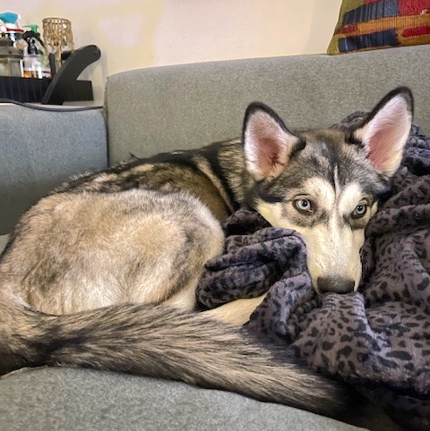 A wolf-gray and white puppy with blue eyes and large prick ears and a big bushy tail laying down on a couch