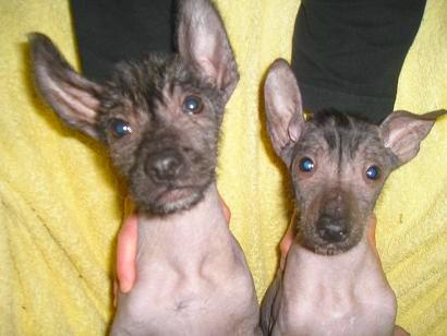 Two dogs with no hair on their bodies and peach fuzz on their faces sitting down