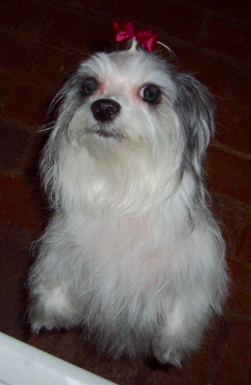 A longhaired white and gray dog with a pink bow in her hair standing up on her hind legs
