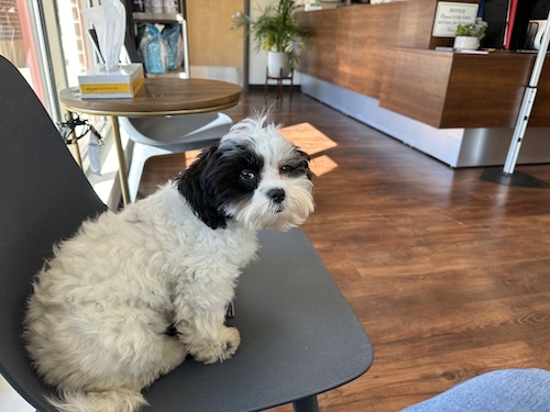 A small Shih-Poo puppy sitting on a chair inside an urgent care center waiting room