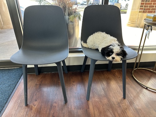 A small toy sized puppy laying down on a chair in a waiting room