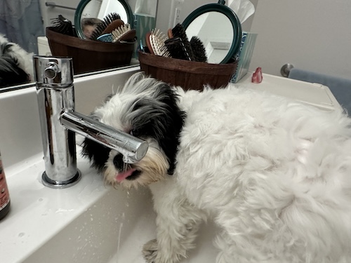 A small dog drinking water from a sink fauset