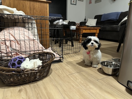 A white and black long haired puppy sitting in the living room next to her water dish, crate and toys