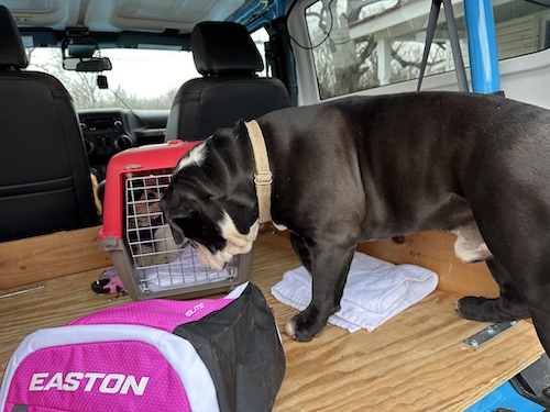 A large Black bulldog in the back of a blue Jeep in front of a crate that has a small doodle puppy in it